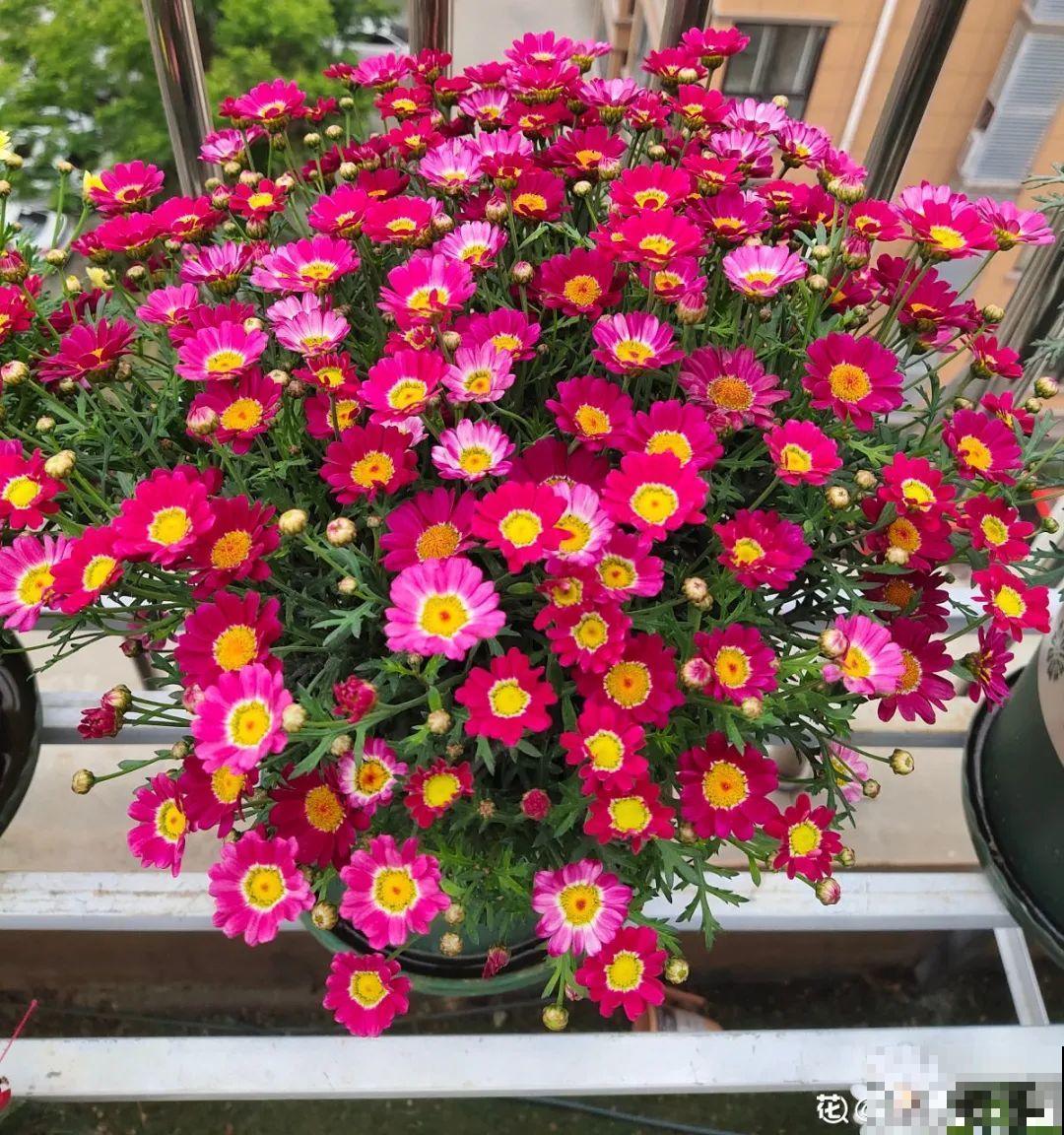 超级“喜水”的花，3天不浇水，就离死不远了