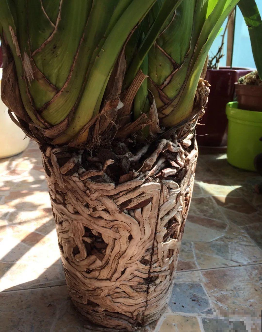 9种花是富贵命,必须大盆养,小盆养会憋死 9种花是富贵命,必须大盆养,小盆养会憋死