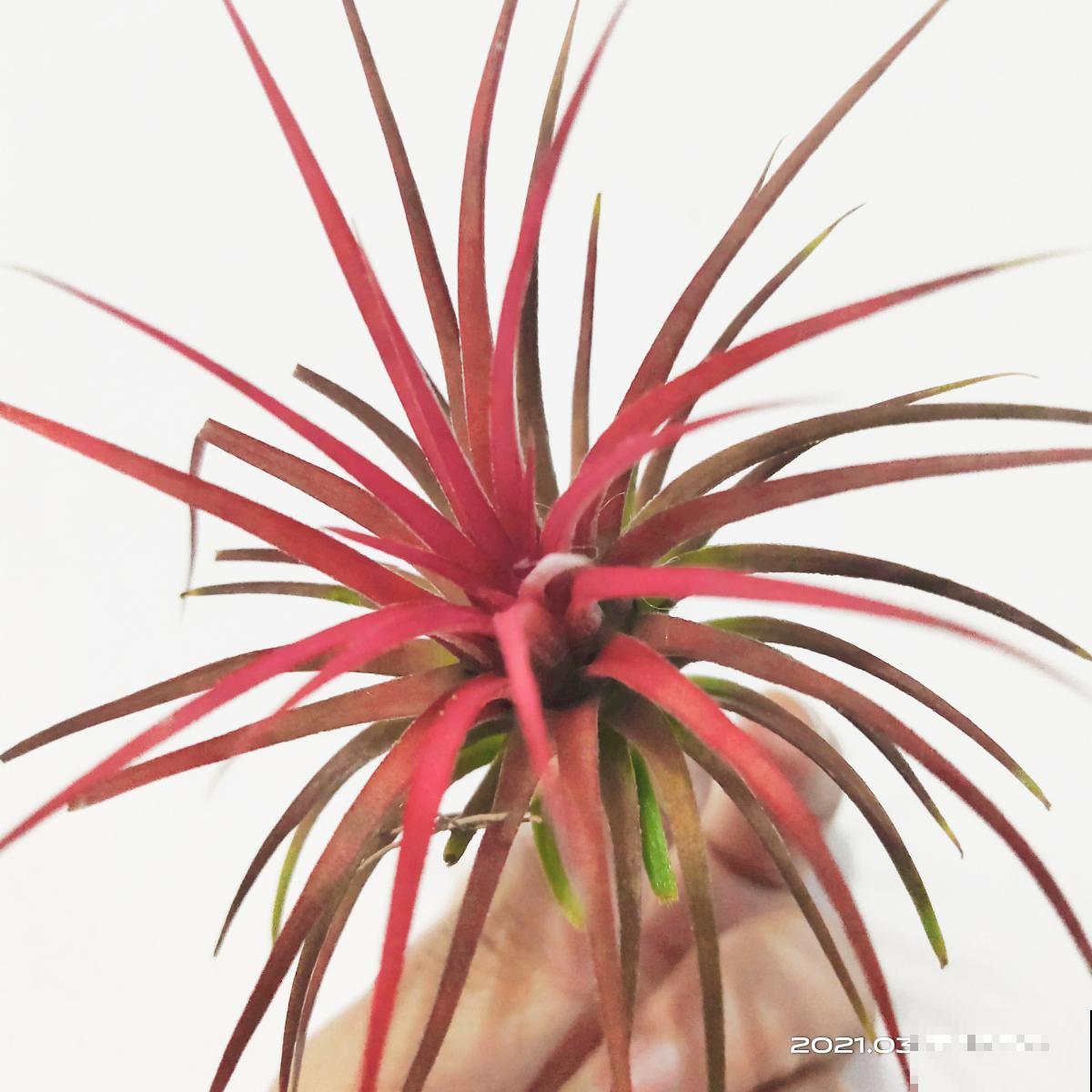 家里养了盆“光棍树”，茎秆翠绿纤细，精致得像艺术品