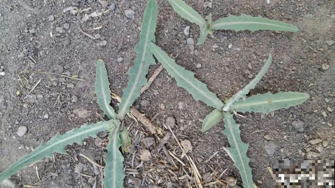 春天的野菜大全,小心辨认,千万别挖错了 春天的野菜大全,小心辨认,千万别挖错了
