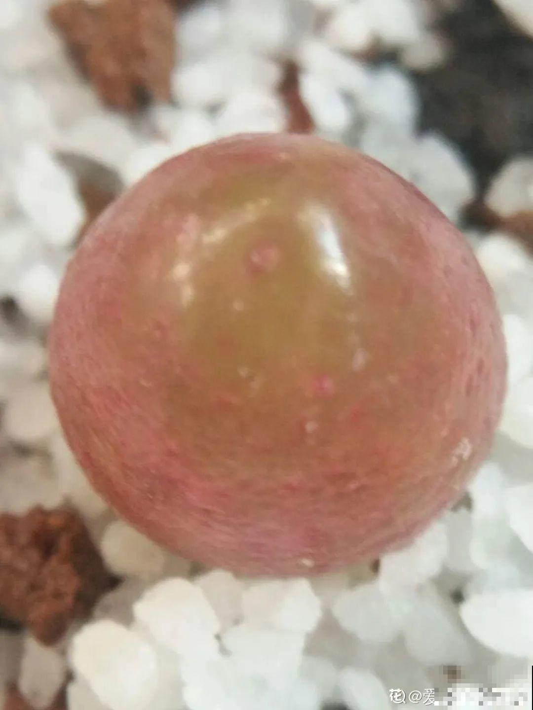 养多肉的人里，有一群“屁股花”爱好者，养的多肉超可爱