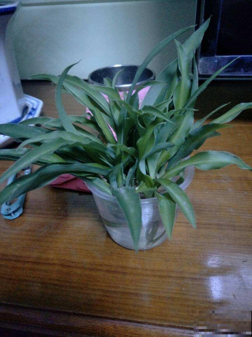 养花换个方法,直接插水里养, 干净长得快 养花换个方法,直接插水里养, 干净长得快