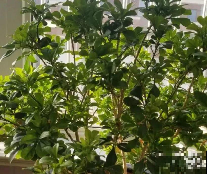 春天给花修剪,花才能呼呼开,俩月开爆盆 春天给花修剪,花才能呼呼开,俩月开爆盆