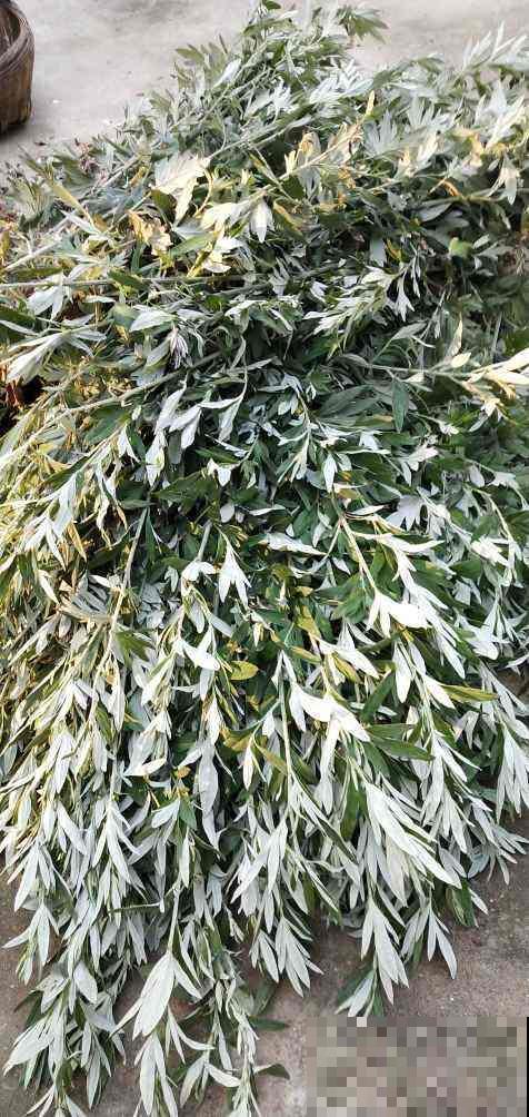 山上的一种野草，拔一点回家，作用大的很