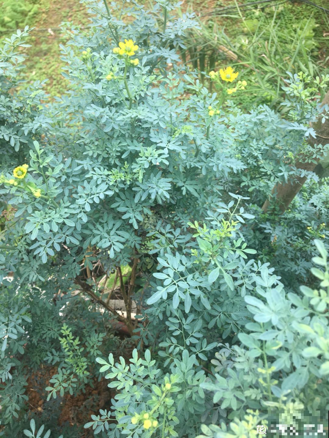 家里养盆“驱虫花”，蚊虫全被吓跑了，夜夜睡的香！