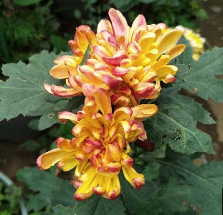 12种植物代表12个月,你出生在几月,你的幸运花就是它 12种植物代表12个月,你出生在几月,你的幸运花就是它