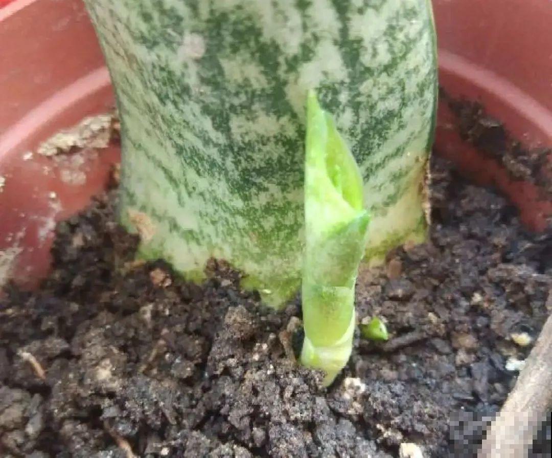 春天最佳繁殖季，扦插播种分株压条，成活率特高