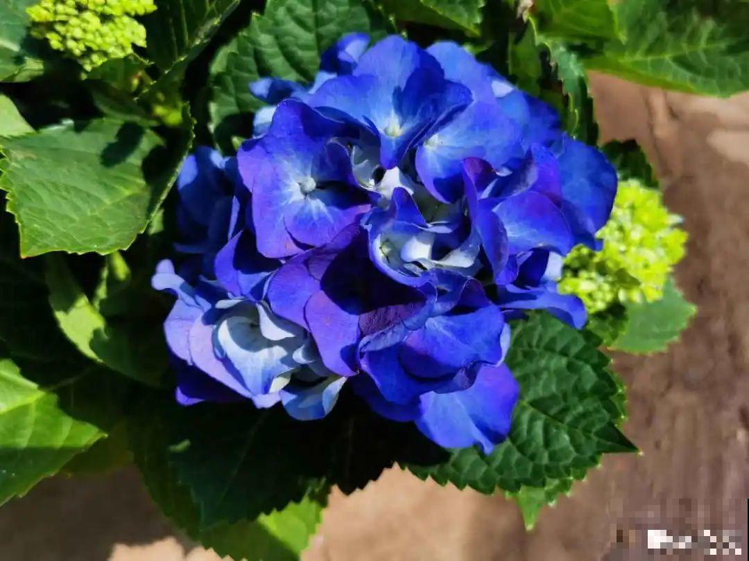 3月份养花,别急着搬出屋外,花容易死翘翘 3月份养花,别急着搬出屋外,花容易死翘翘