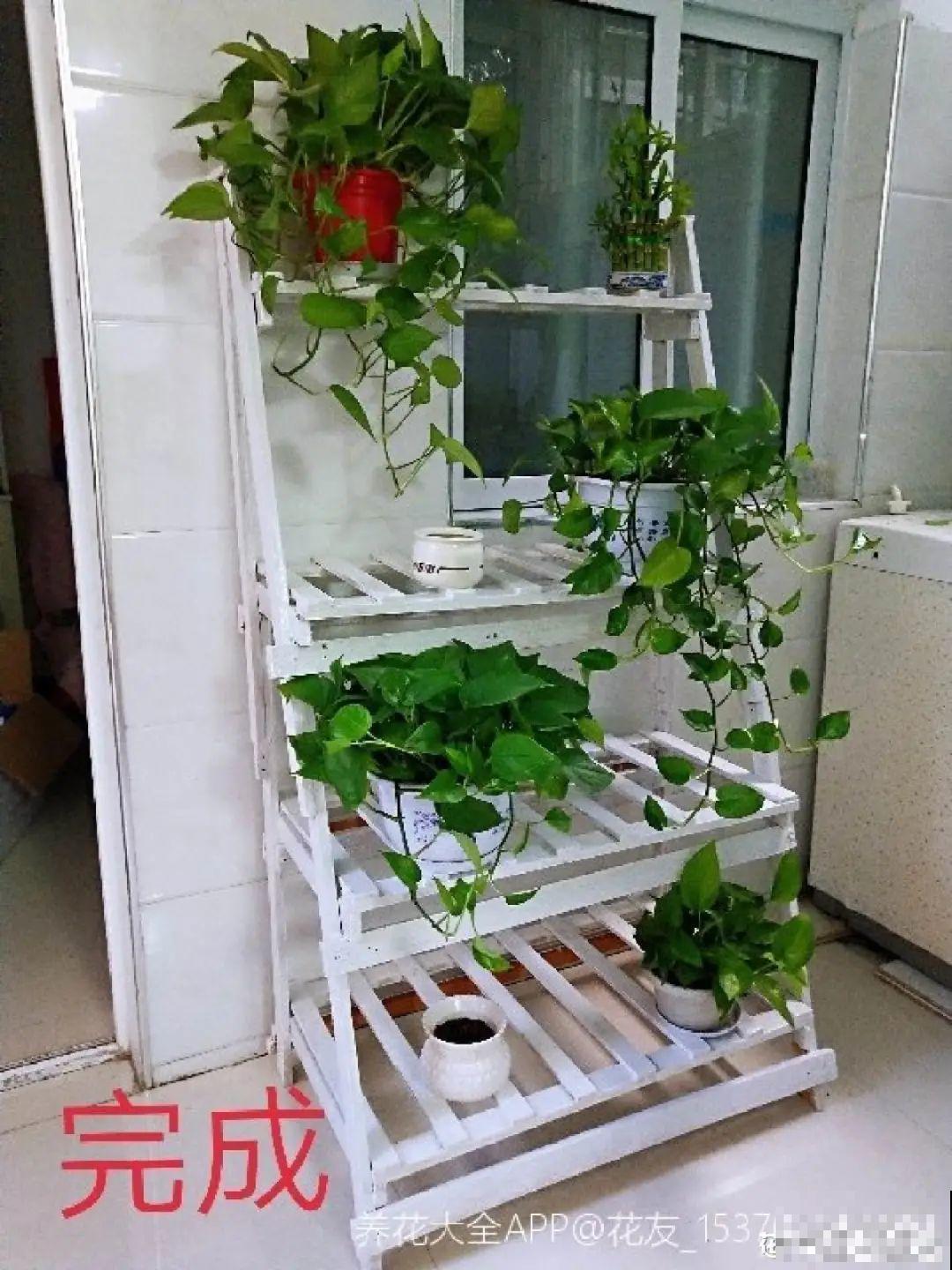 养多肉不用买花盆,只需一些水泥,自己就能DIY做花盆 养多肉不用买花盆,只需一些水泥,自己就能DIY做花盆