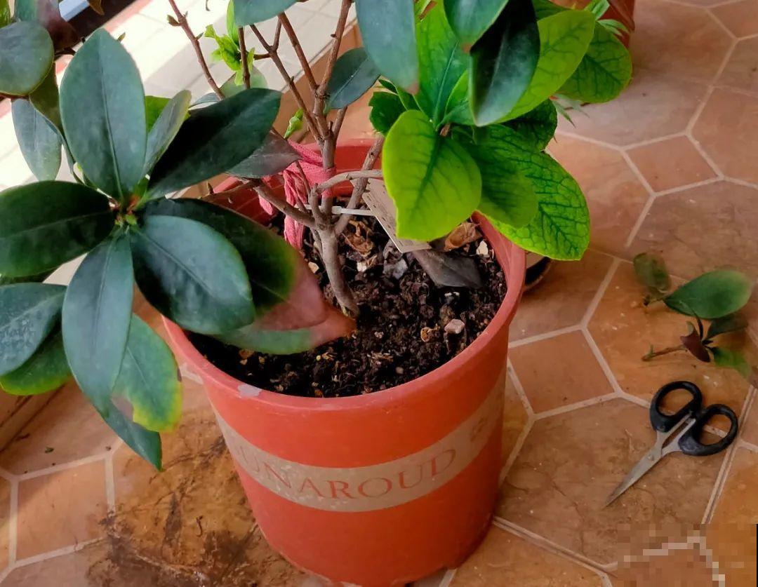 3月份养花,别急着搬出屋外,花容易死翘翘 3月份养花,别急着搬出屋外,花容易死翘翘