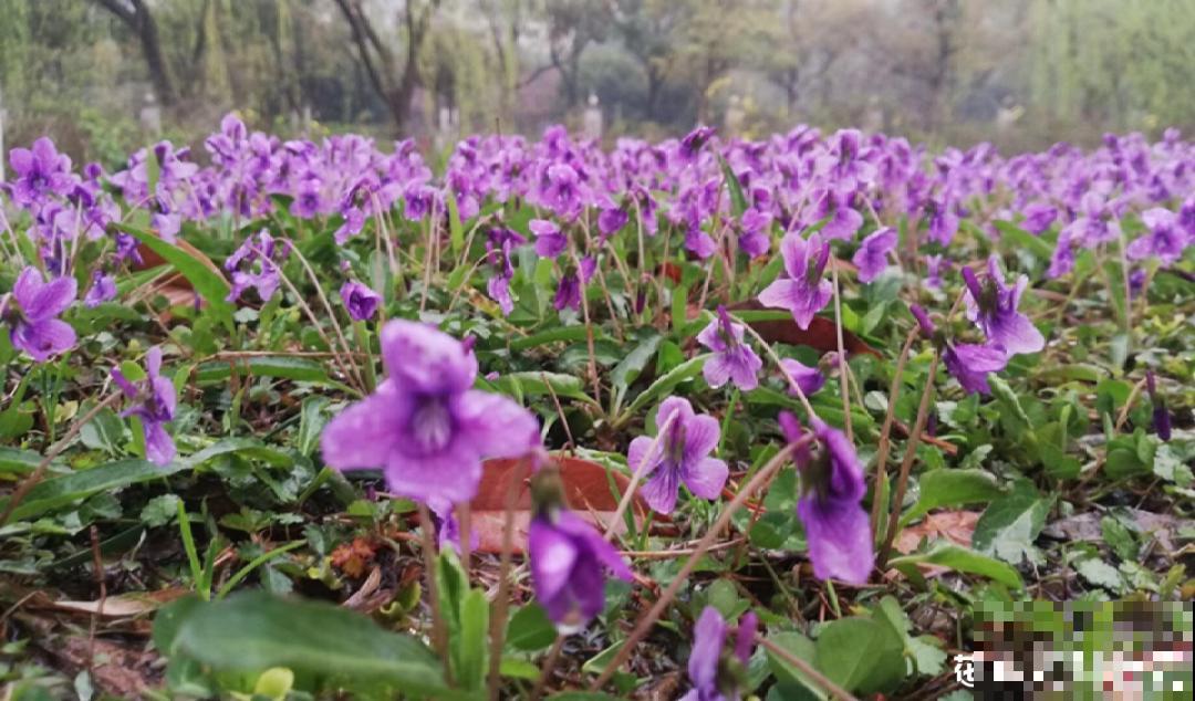 超好看的小野花，春天野外一大片，挖几棵回家还能泡茶