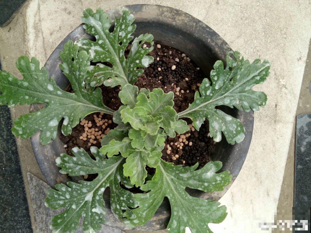 8种花开始慢慢睡醒了， 现在长得正旺，多浇水施肥， 开花更多！