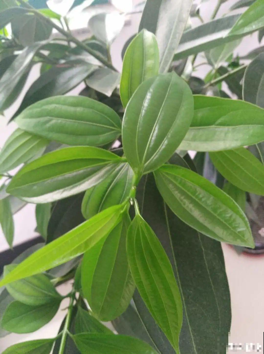 公认的难养花，买一盆死一盆，原来是被动了手脚…