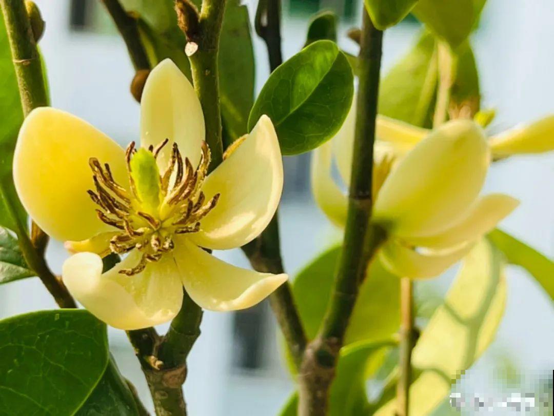 清明赏花，带上这份花卉图谱，变身行走的识花机器