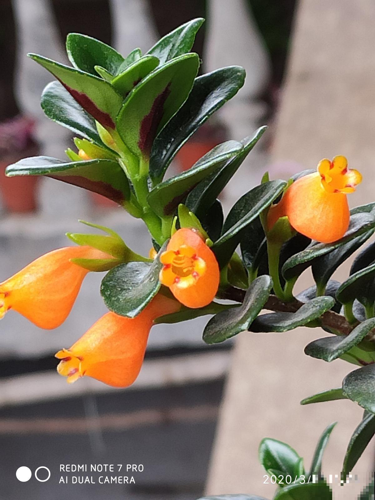 跟风买“网红花”，比起新奇，好养开花多才是王道