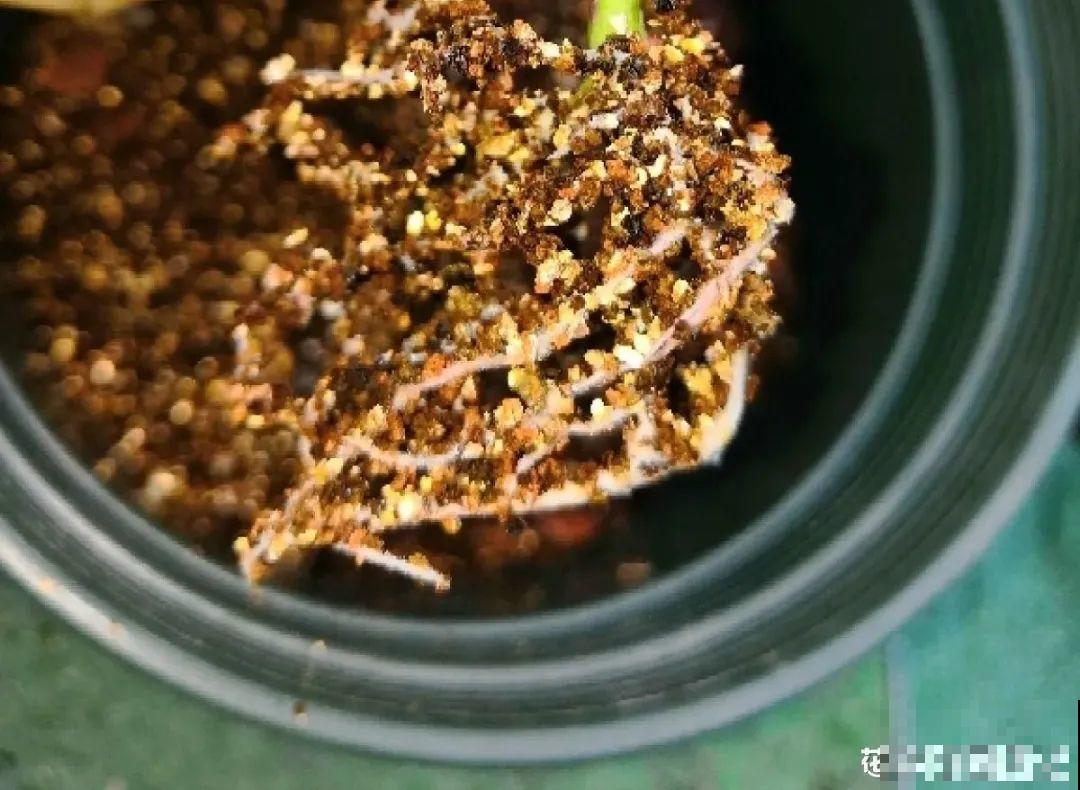 春天最佳繁殖季，扦插播种分株压条，成活率特高