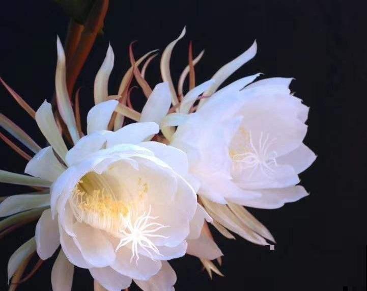 花期最短的花,只有5分钟,见过都是幸运! 花期最短的花,只有5分钟,见过都是幸运!