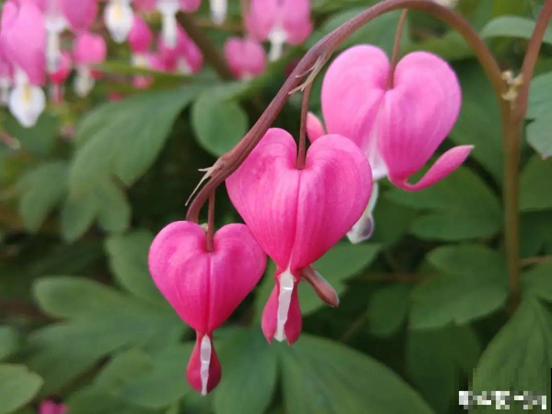 清明赏花，带上这份花卉图谱，变身行走的识花机器