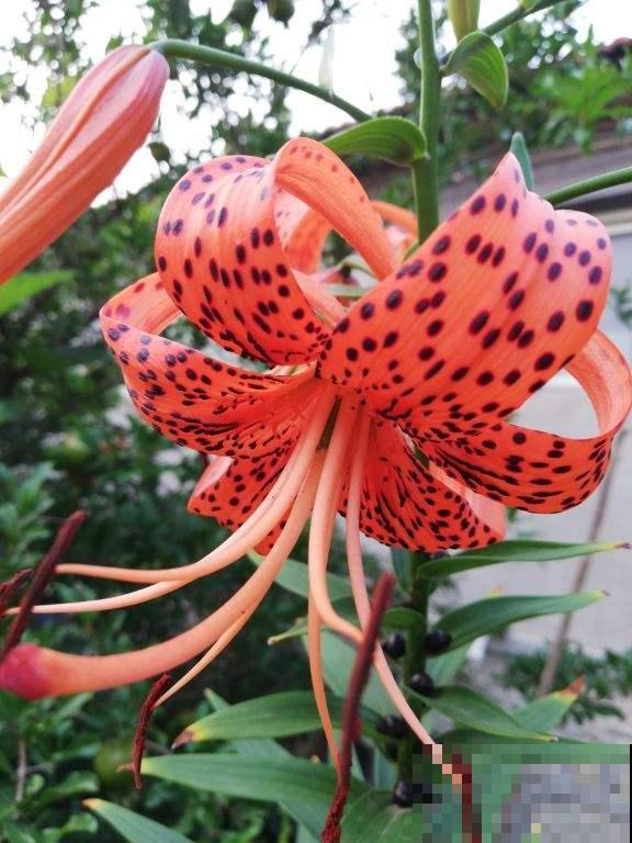 4种花可食用百合，煲汤做菜做甜品，花朵也艳丽多彩