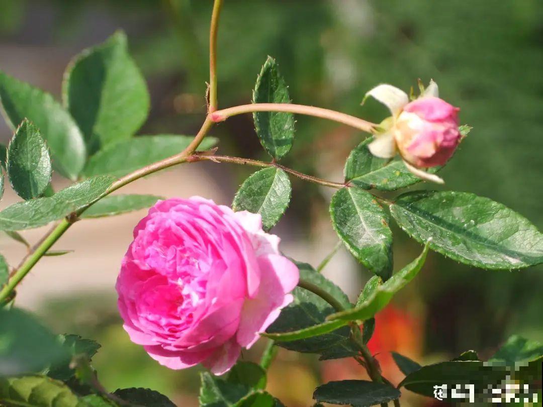 7种情况不能施肥,像毒药一样,浇完花就烧死 7种情况不能施肥,像毒药一样,浇完花就烧死