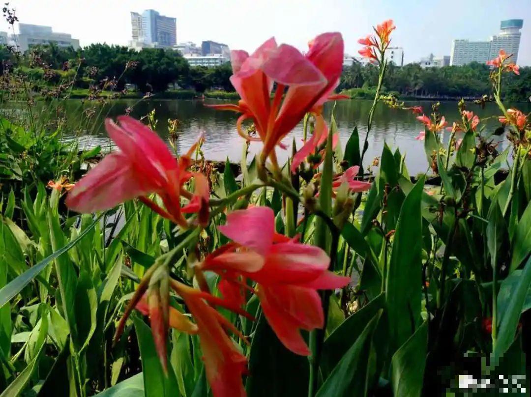 10种花夏天喝水多,多浇水,很快爆满一大缸 10种花夏天喝水多,多浇水,很快爆满一大缸