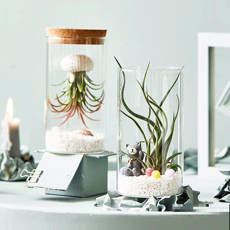 吃空气长大的植物，省事还养得旺，看完赶紧买一盆！