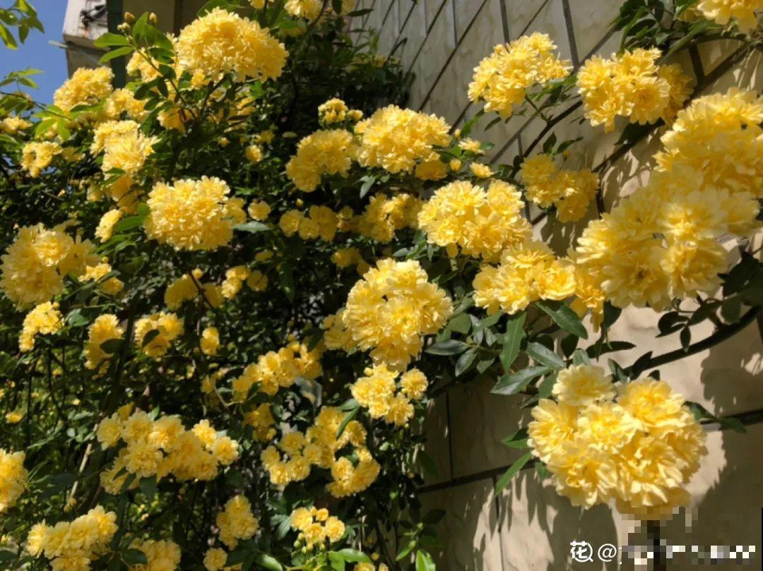 5月出门,收下这份百花图谱,啥花都能叫上名! 5月出门,收下这份百花图谱,啥花都能叫上名!