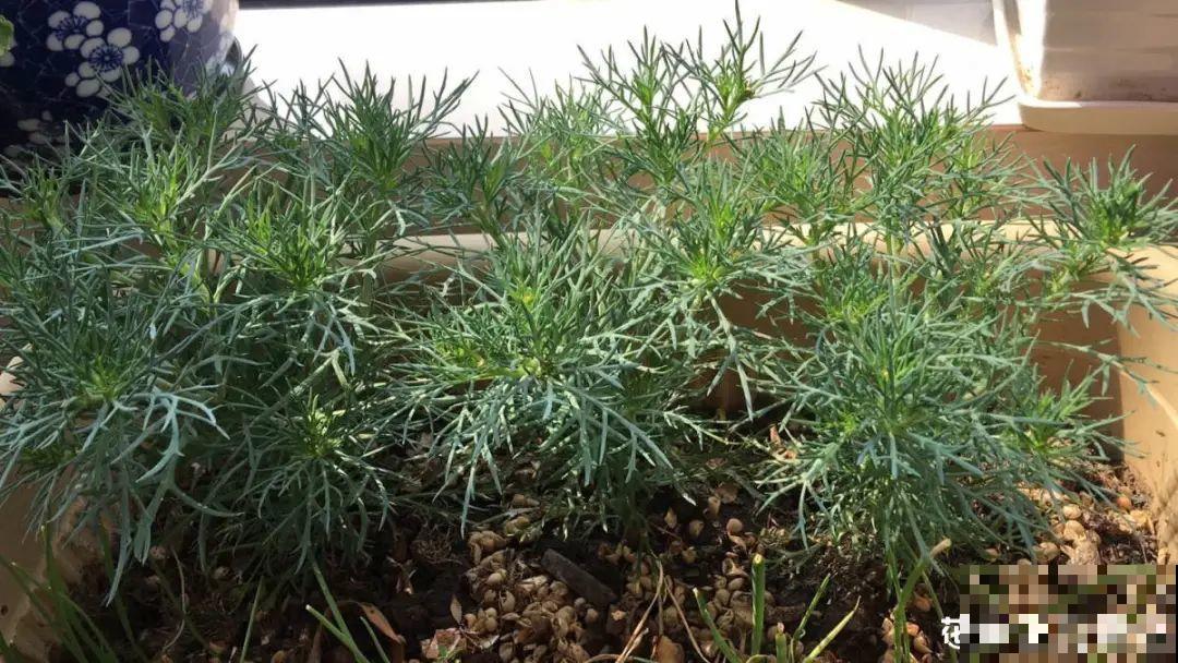 3种花打顶、扦插，可以同时进行，新手秒变大户