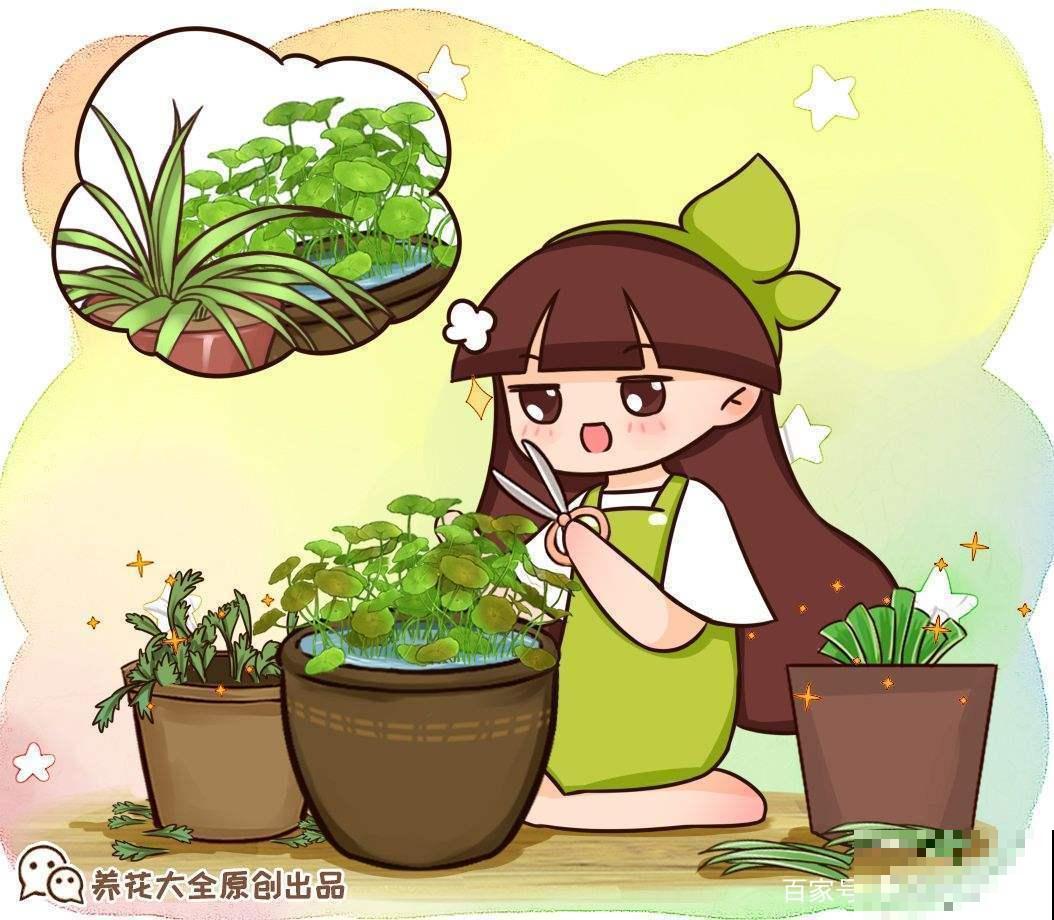 这6种修剪和清洁植物的方法，掌握了，家里花草干净长势好！