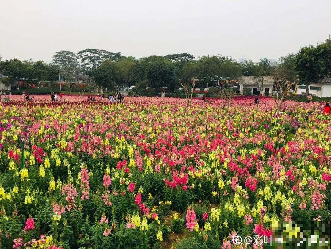 家里养盆“省心”花,自己开花自己结种,不用再买花种了 家里养盆“省心”花,自己开花自己结种,不用再买花种了