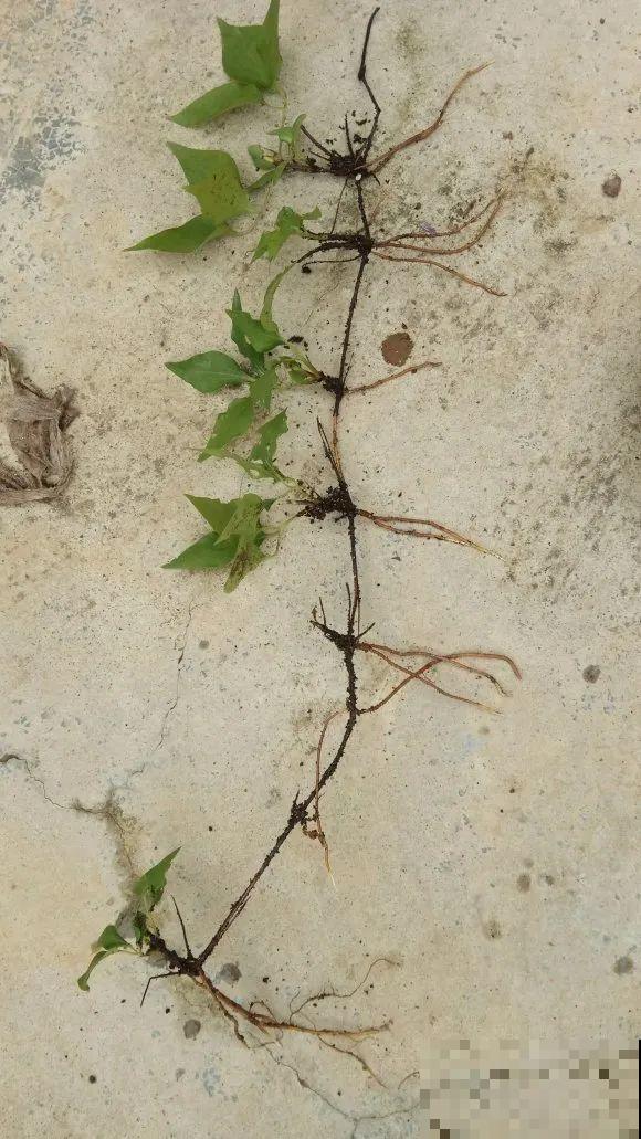 春天最佳繁殖季，扦插播种分株压条，成活率特高