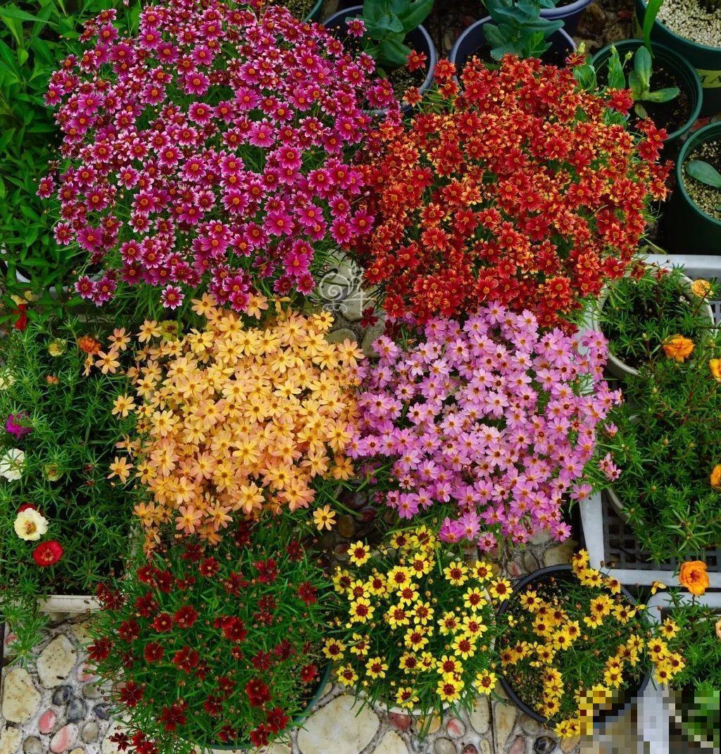 小花盆里养花,选对品种很重要,也能开花爆盆 小花盆里养花,选对品种很重要,也能开花爆盆