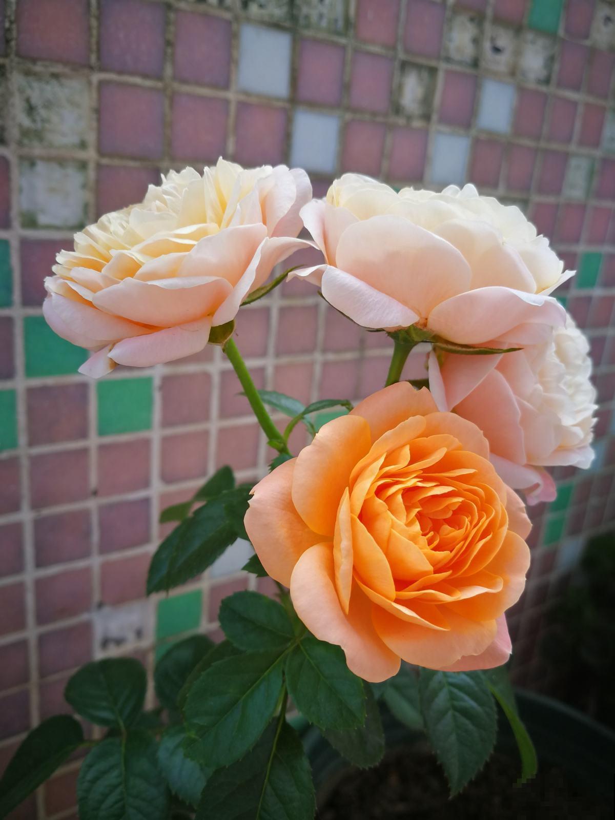 要想繁殖这3种花,不建议买种子,种出来也不是想要的样子 要想繁殖这3种花,不建议买种子,种出来也不是想要的样子