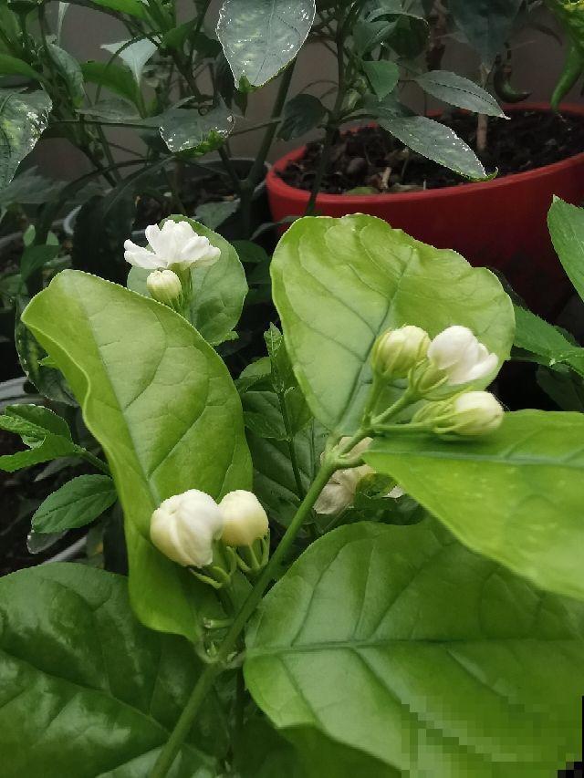 4种“活香水”,养在家里香香的,闻一闻心情都变好 4种“活香水”,养在家里香香的,闻一闻心情都变好