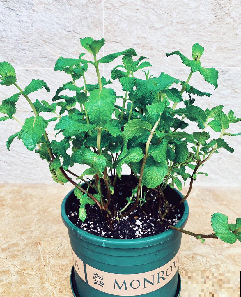 植物不是养的越老越好，3种花越年轻开花越多，老了反而不开花