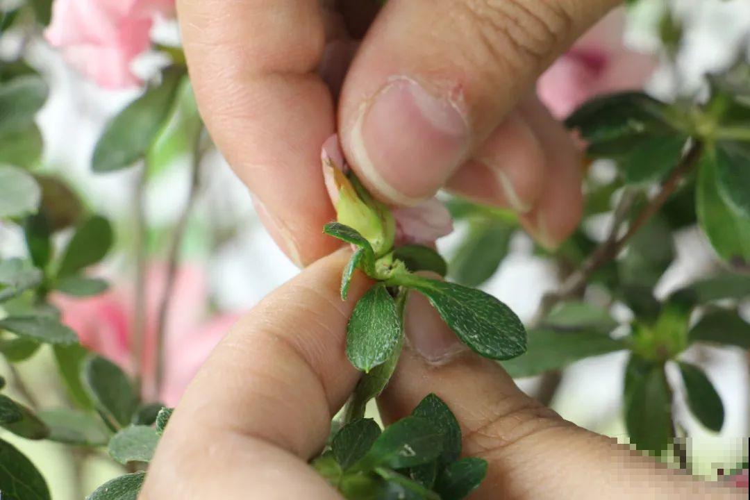 长寿开花后，要好好修剪，很快冒新芽