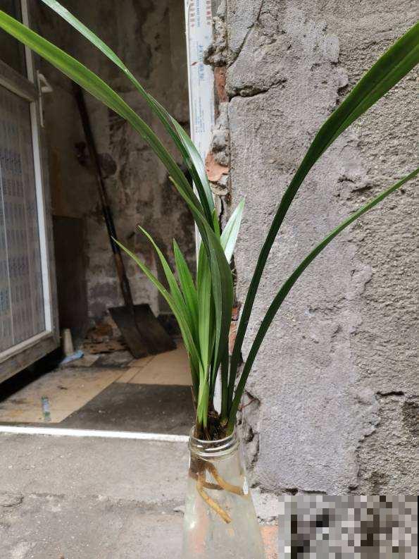 养花换个方法,直接插水里养, 干净长得快 养花换个方法,直接插水里养, 干净长得快