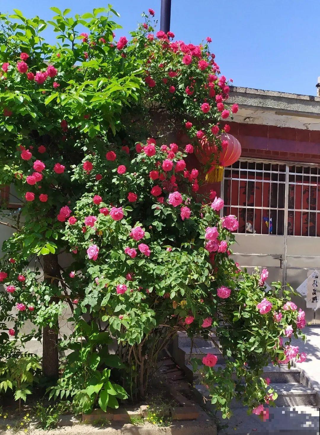 适合大门口养的花，开花时间要长，开花也要大气