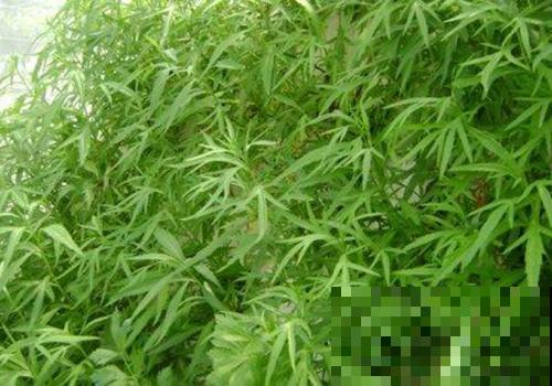 这些“草”其实是野菜，长路边没人要，超市争着买！
