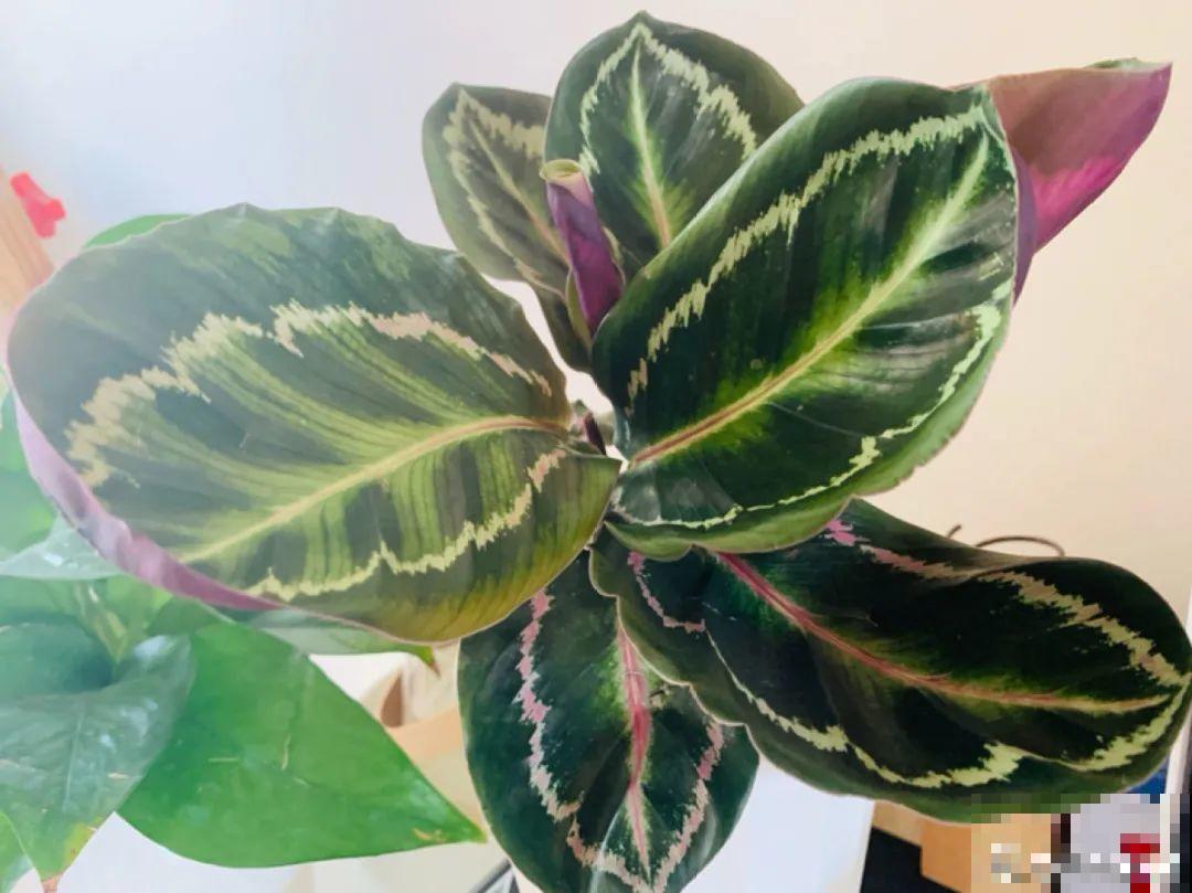 超级“喜水”的花，3天不浇水，就离死不远了