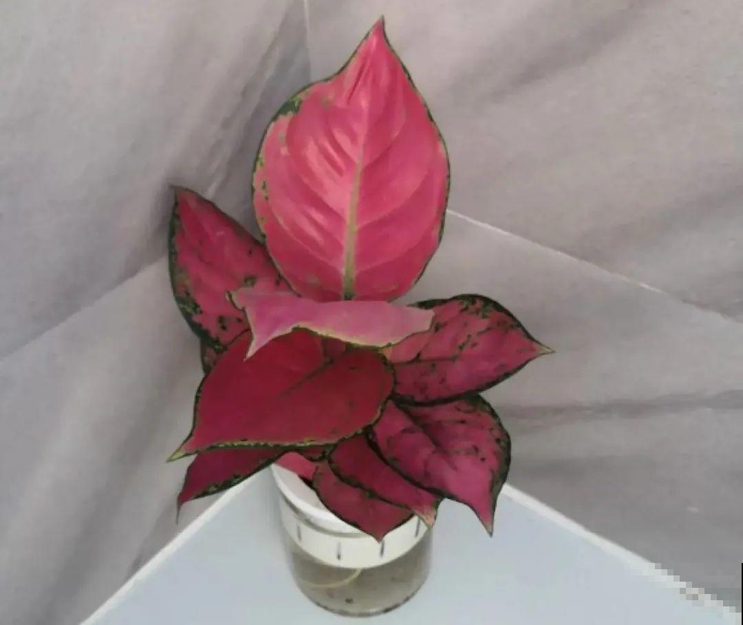 半死不活的花,扔水里,突然长疯了 半死不活的花,扔水里,突然长疯了