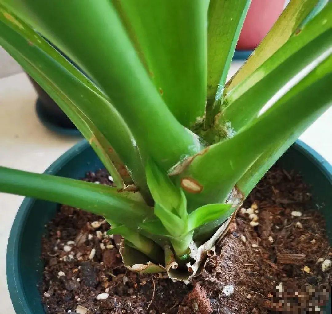 长寿开花后，要好好修剪，很快冒新芽