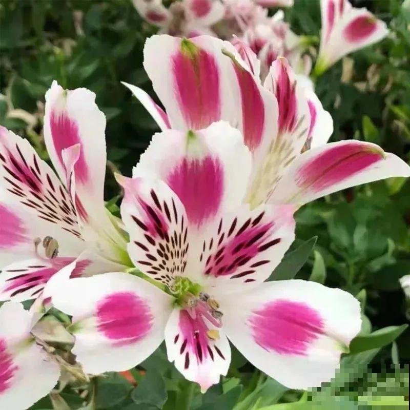 六出花特耐旱，浇水少也能疯长，开花比杜鹃还美