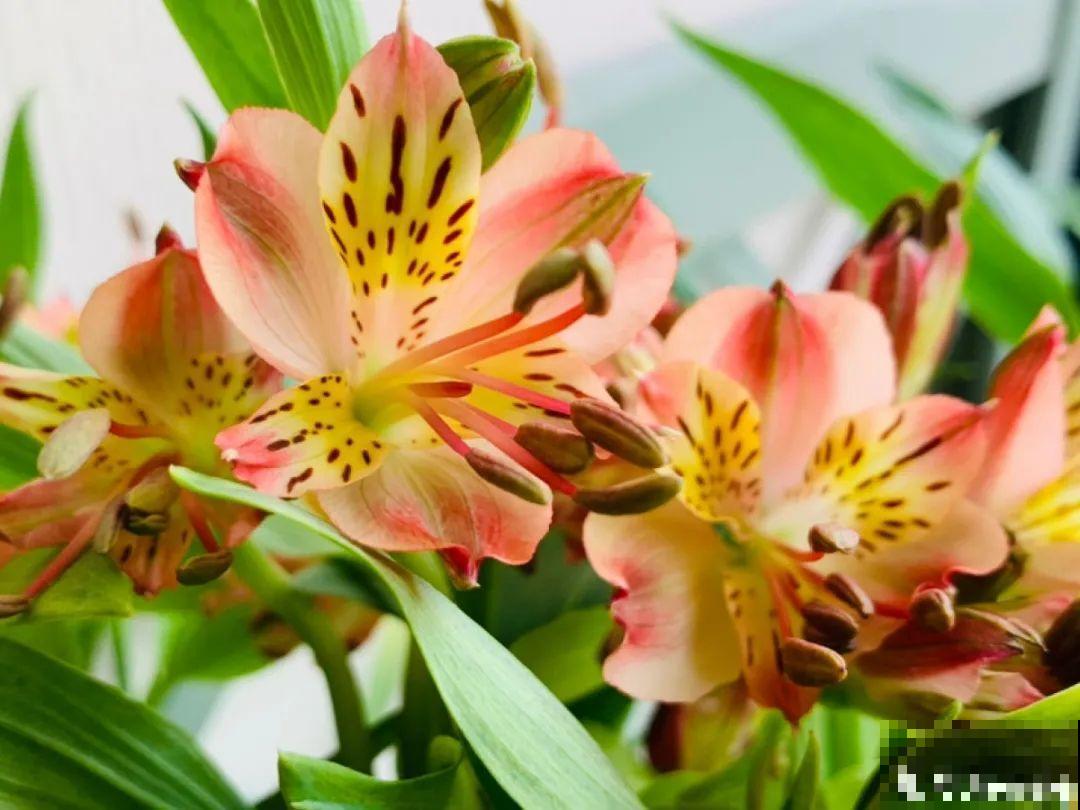 5月出门,收下这份百花图谱,啥花都能叫上名! 5月出门,收下这份百花图谱,啥花都能叫上名!