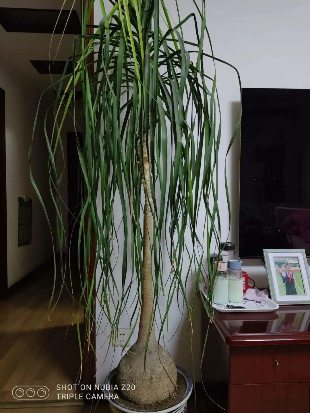 植物长了个大肚子，超级耐旱，一个月不浇水也死不了