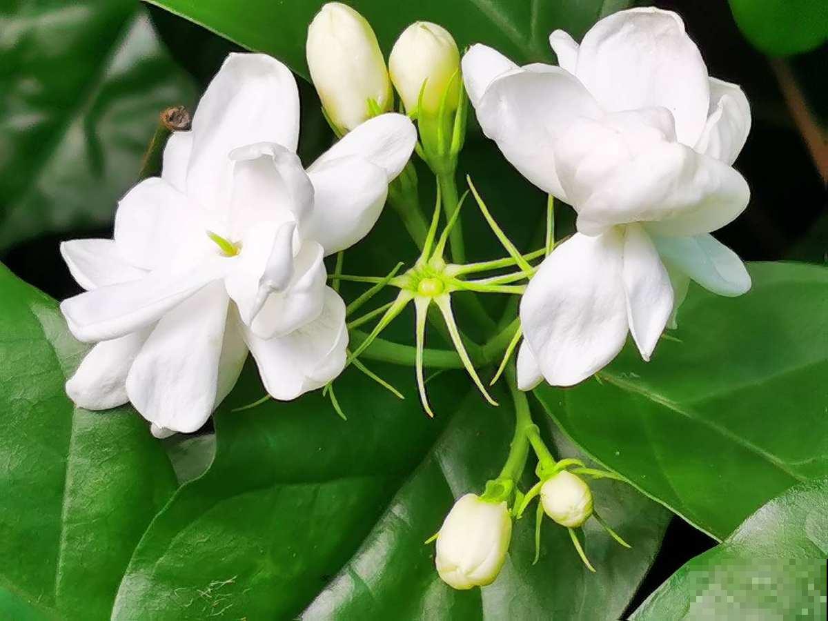 给花浇点“酸酸水”，花长得特旺盛，呼呼开爆