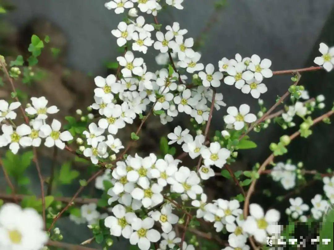 5月出门,收下这份百花图谱,啥花都能叫上名! 5月出门,收下这份百花图谱,啥花都能叫上名!