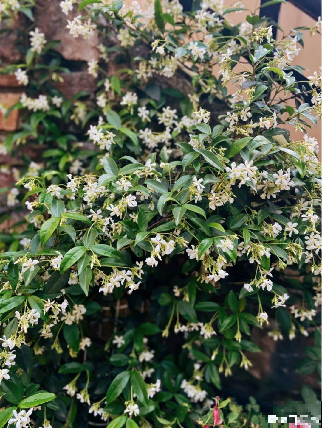 一棵旱金莲,开花又多又没,1年就能长成花墙! 一棵旱金莲,开花又多又没,1年就能长成花墙!