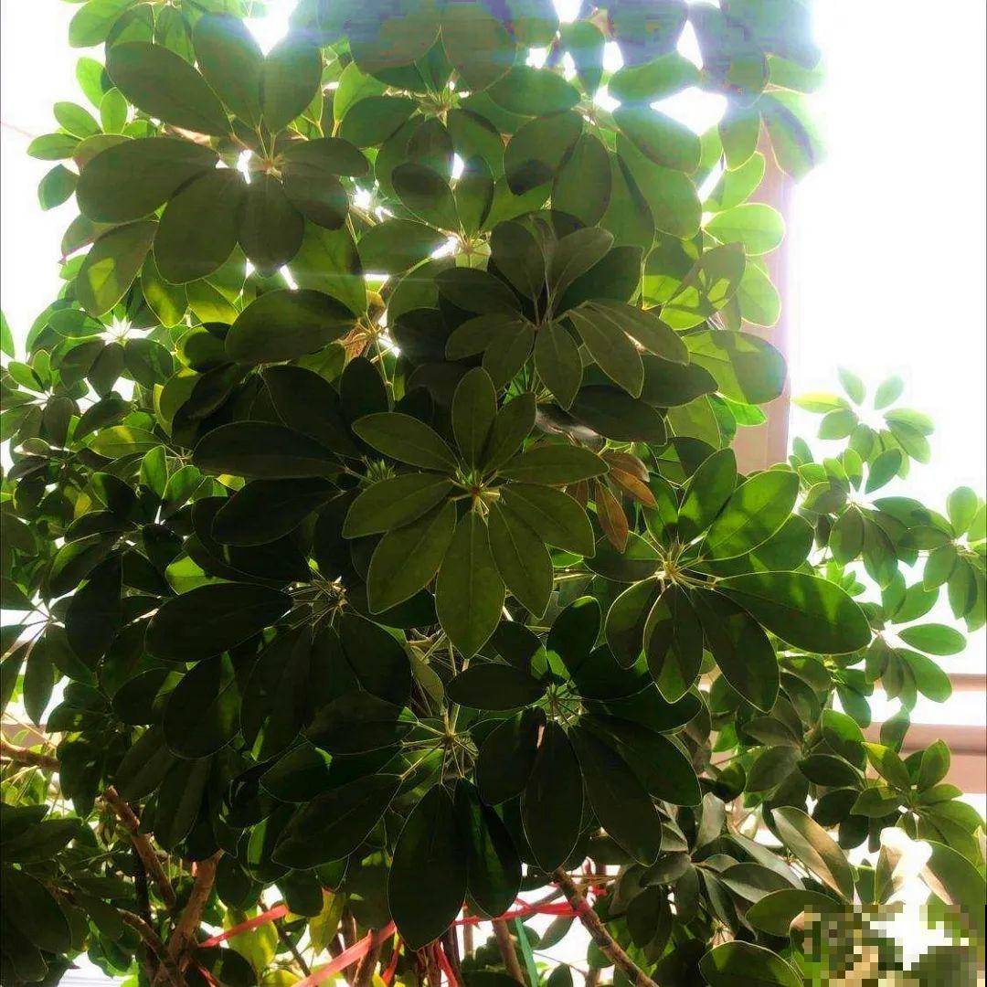 10种花越高越值钱,能长到2米,大高个霸气镇宅! 10种花越高越值钱,能长到2米,大高个霸气镇宅!