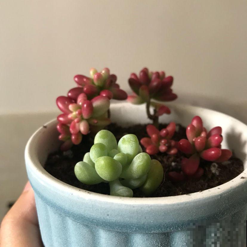 养多肉的小白，记住这些术语，秒变大神！